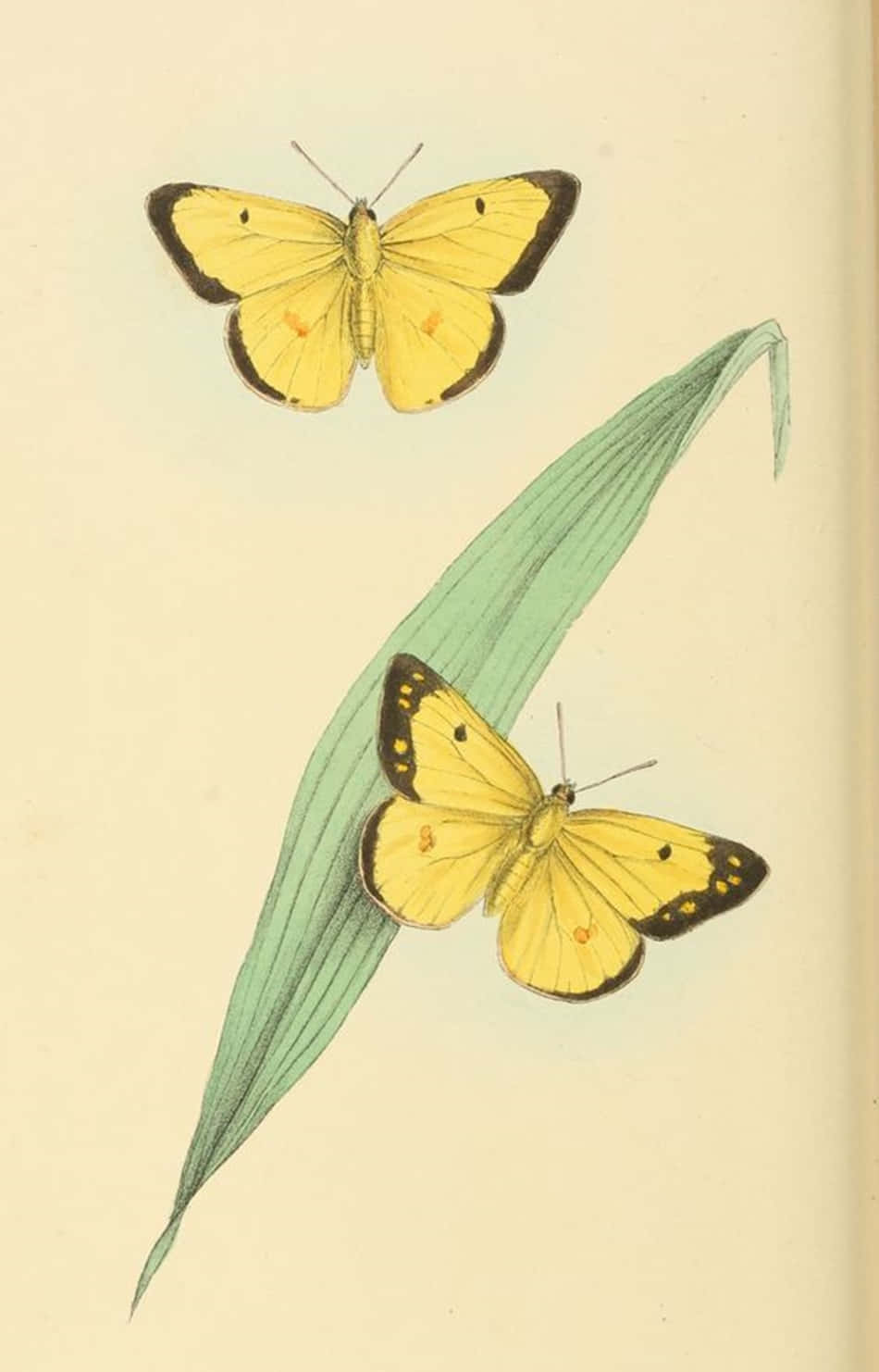 cute yellow butterflies, yellow butterflies, black tips, HD Phone Wallpaper