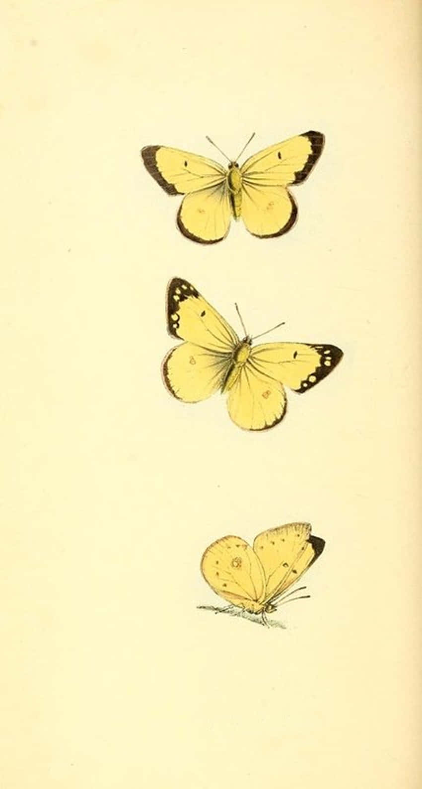 cute yellow butterflies, yellow butterflies, dark wing edges, HD Phone Wallpaper
