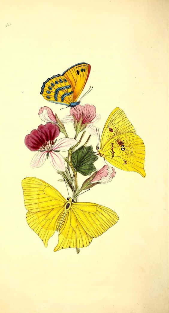 cute yellow butterflies, yellow wings, pink and magenta flowers, SD Phone Wallpaper