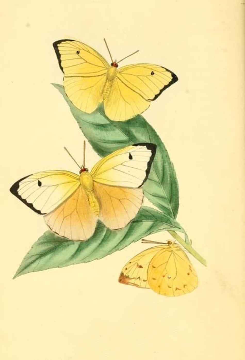 cute yellow butterflies, vibrant yellow butterflies, black-edged wings, HD Phone Wallpaper