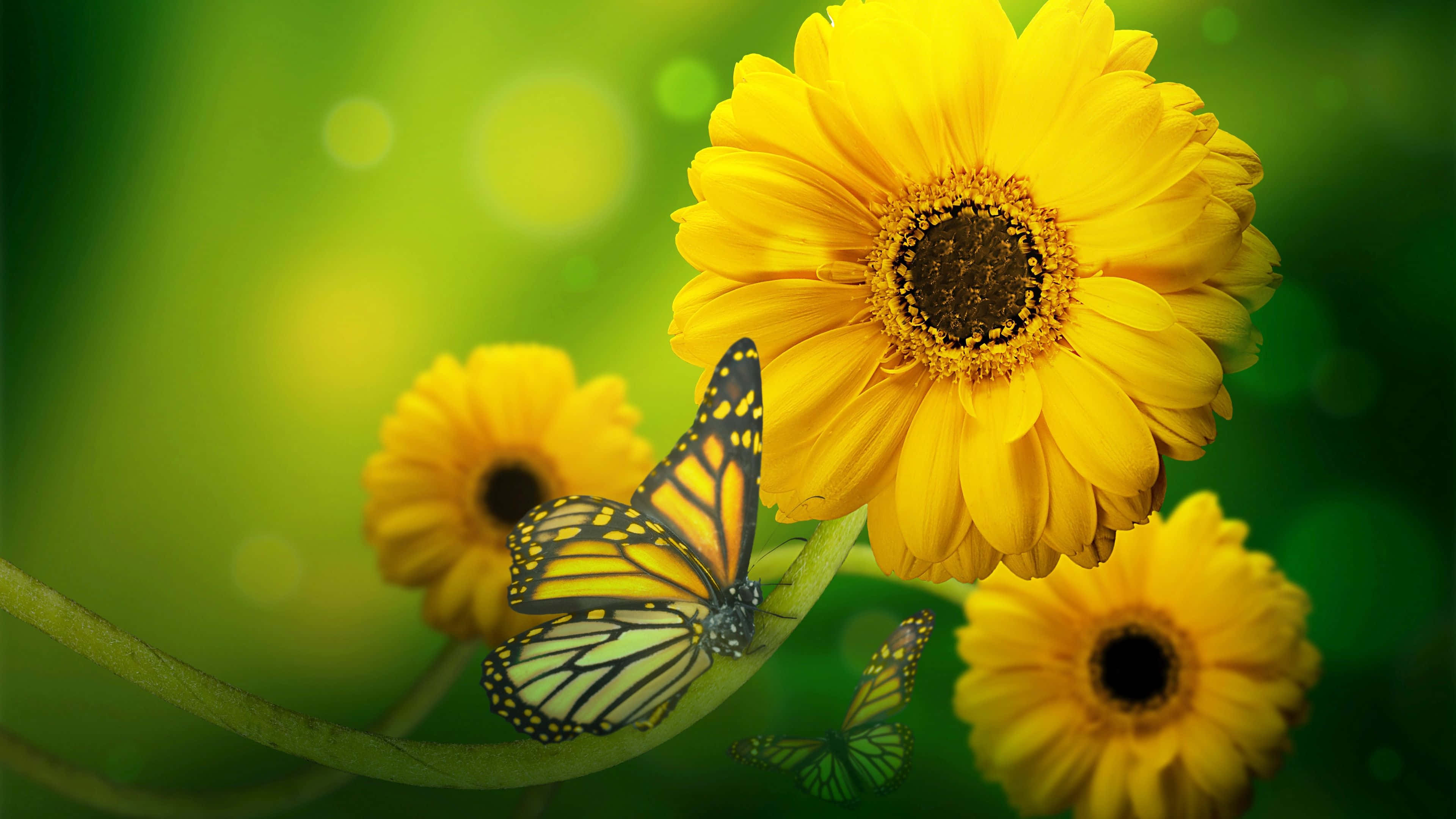monarch butterfly, vibrant yellow daisy, soft green bokeh background, 4K Desktop Wallpaper