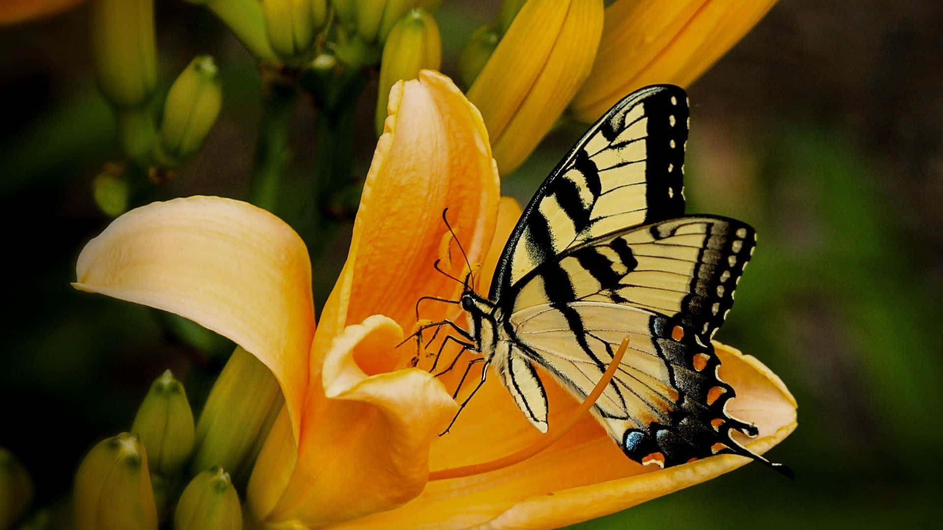 black and yellow butterfly, orange spots, vibrant orange lily petal, Full HD Desktop Wallpaper