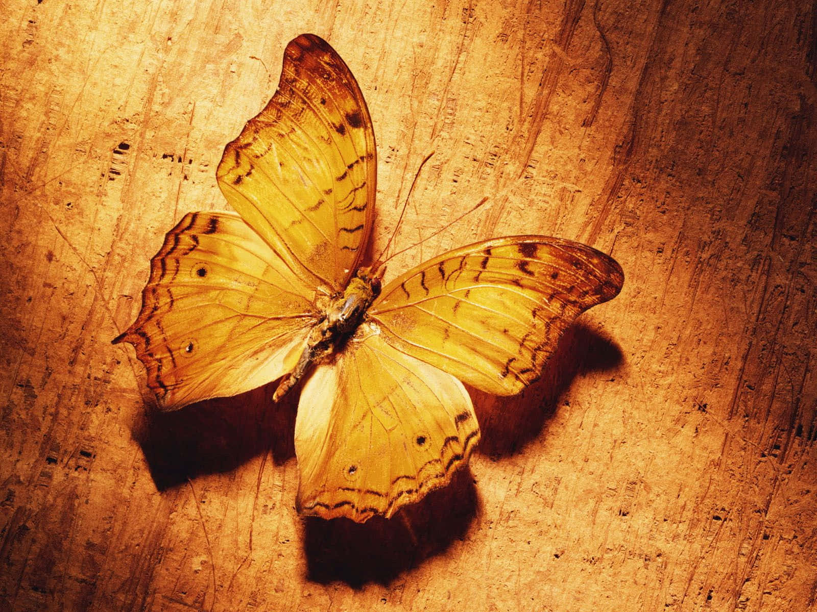 Cute Yellow Butterflies, golden butterfly, intricate wing patterns, HD Desktop Wallpaper