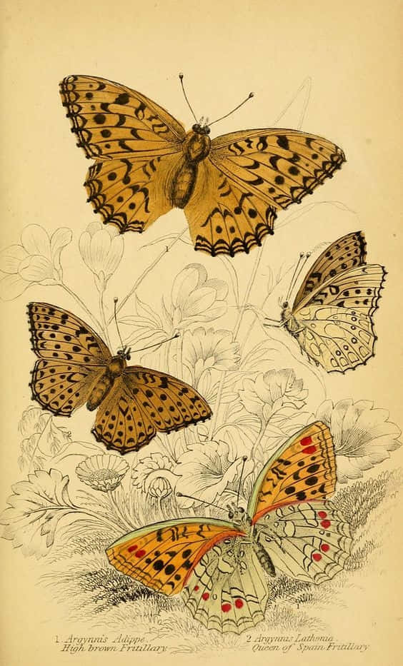 cute yellow butterflies, vintage botanical illustration, spotted wings, SD Phone Wallpaper