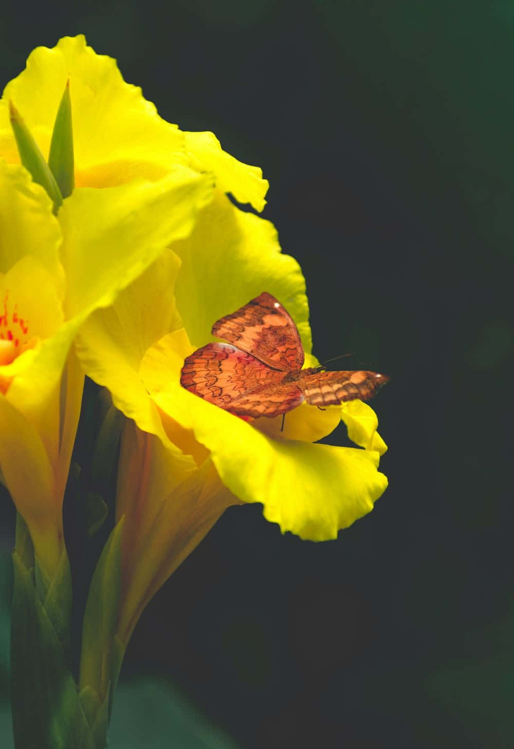cute yellow butterflies, orange butterfly, vibrant yellow flower, HD Phone Wallpaper