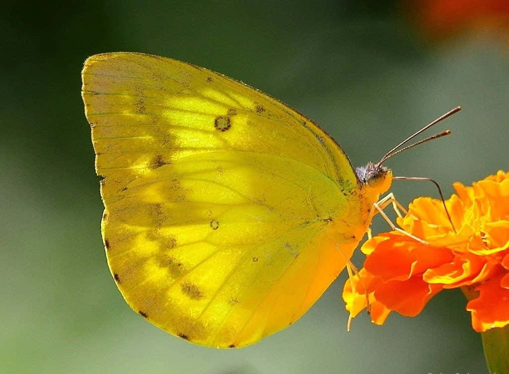 cute yellow butterflies, yellow butterfly, dark spots, SD Desktop Wallpaper