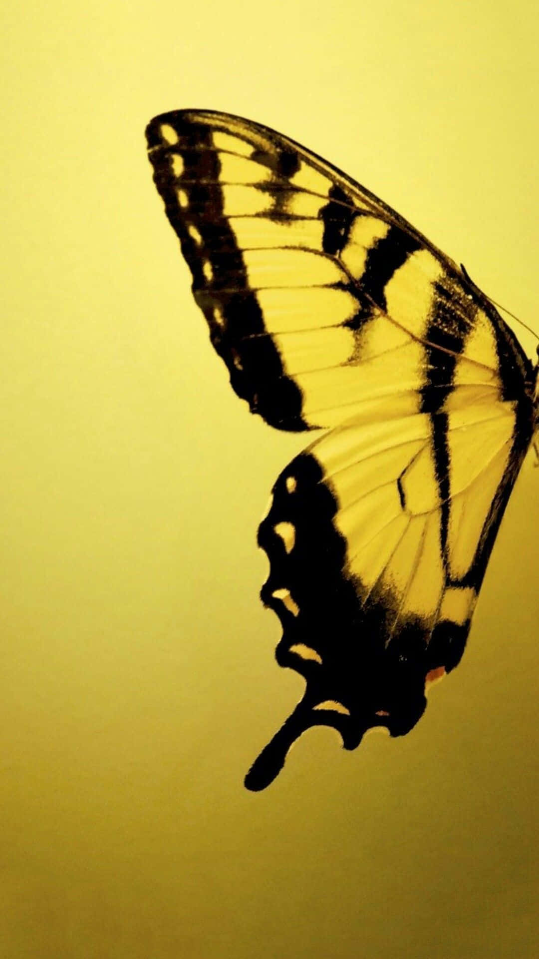 cute yellow butterflies, yellow and black butterfly, intricate wing patterns, Full HD Phone Wallpaper