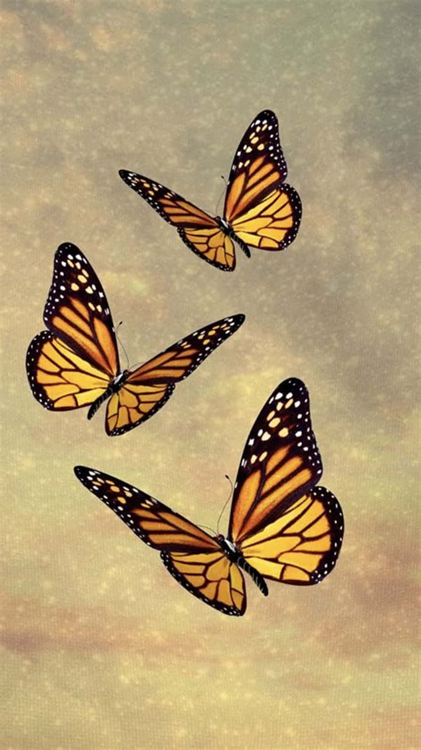 monarch butterflies, orange wings, black veins, HD Phone Wallpaper