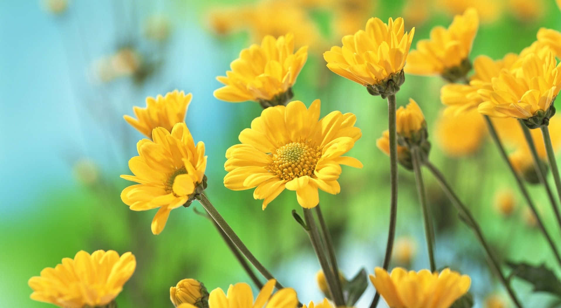 cute yellow desktop wallpaper, vibrant yellow daisies, dreamy blue and green background, HD Desktop Wallpaper