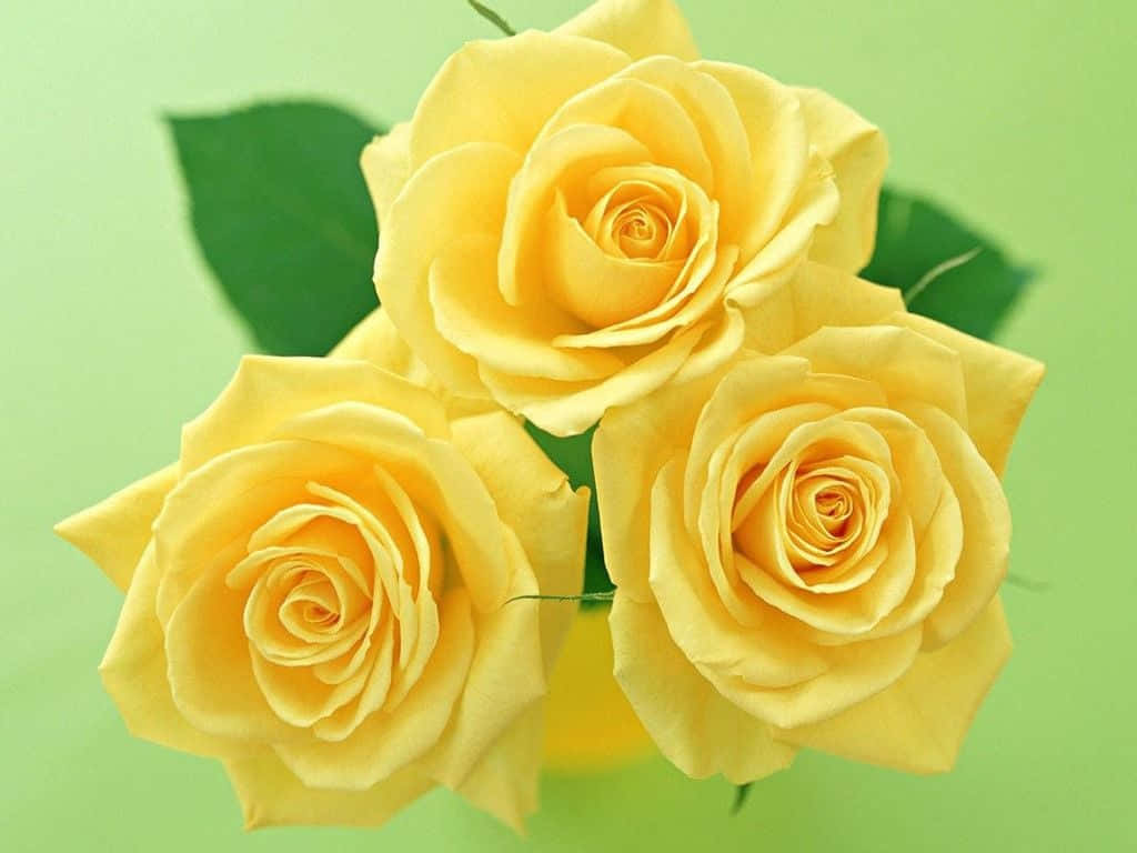 cute yellow desktop wallpaper, vibrant yellow roses, soft green background, SD Desktop Wallpaper