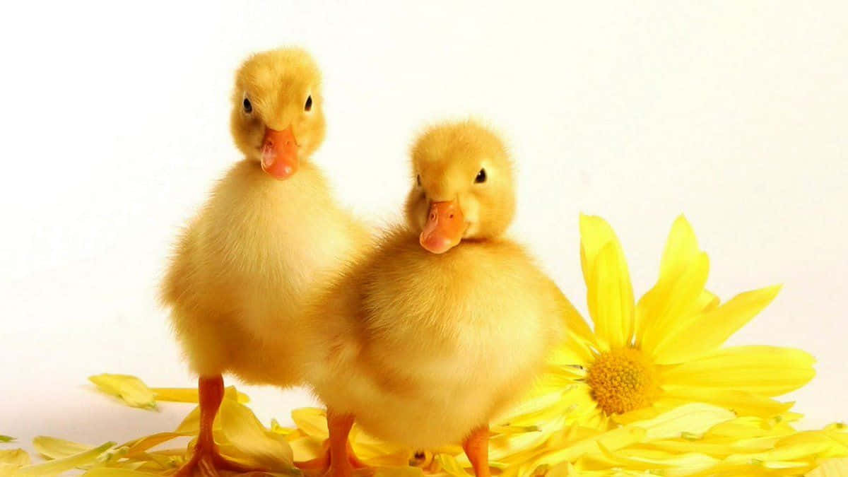 ducklings, yellow flowers, bright yellow flower, SD Desktop Wallpaper