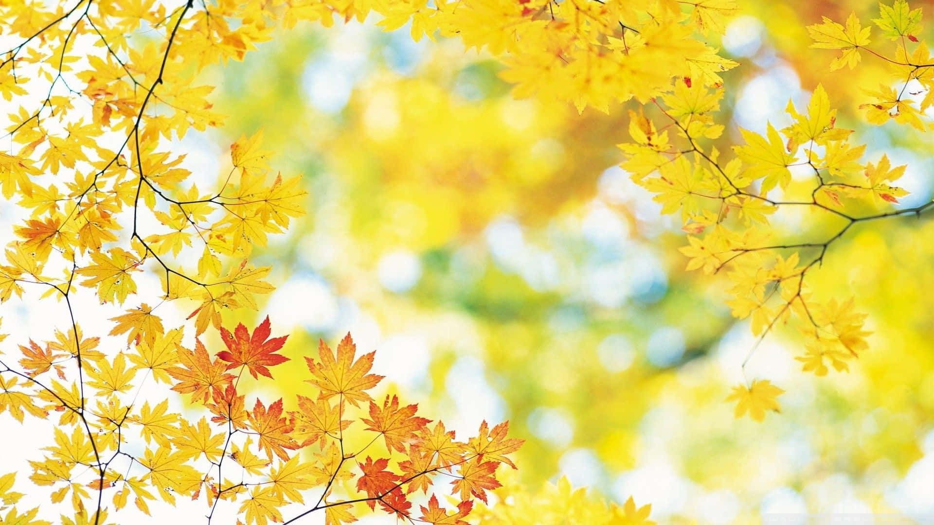 vibrant yellow, orange maple leaves, bright bokeh sky, Full HD Desktop Wallpaper