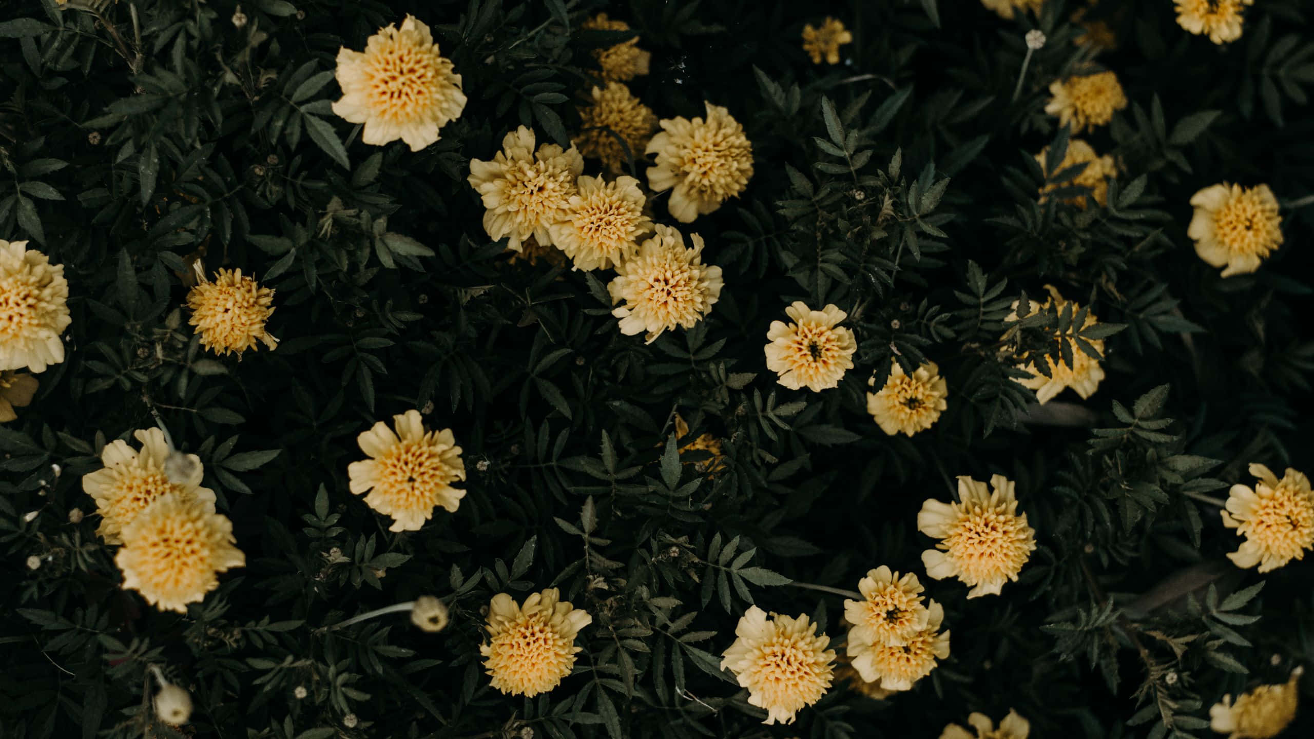 yellow aesthetic, marigolds, deep green foliage, 2K Desktop Wallpaper