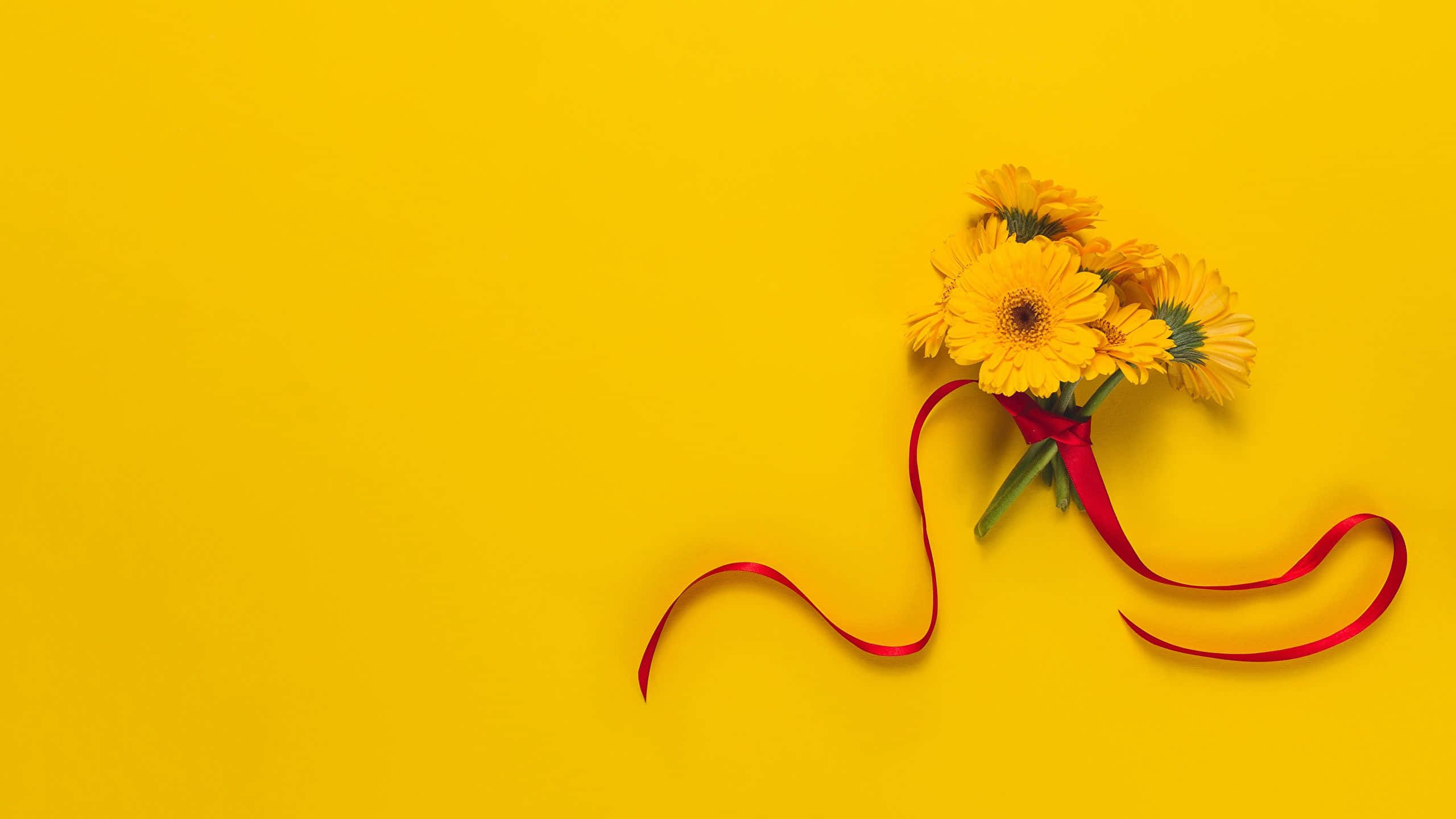 yellow gerbera daisies, red ribbon, solid yellow background, 2K Desktop Wallpaper