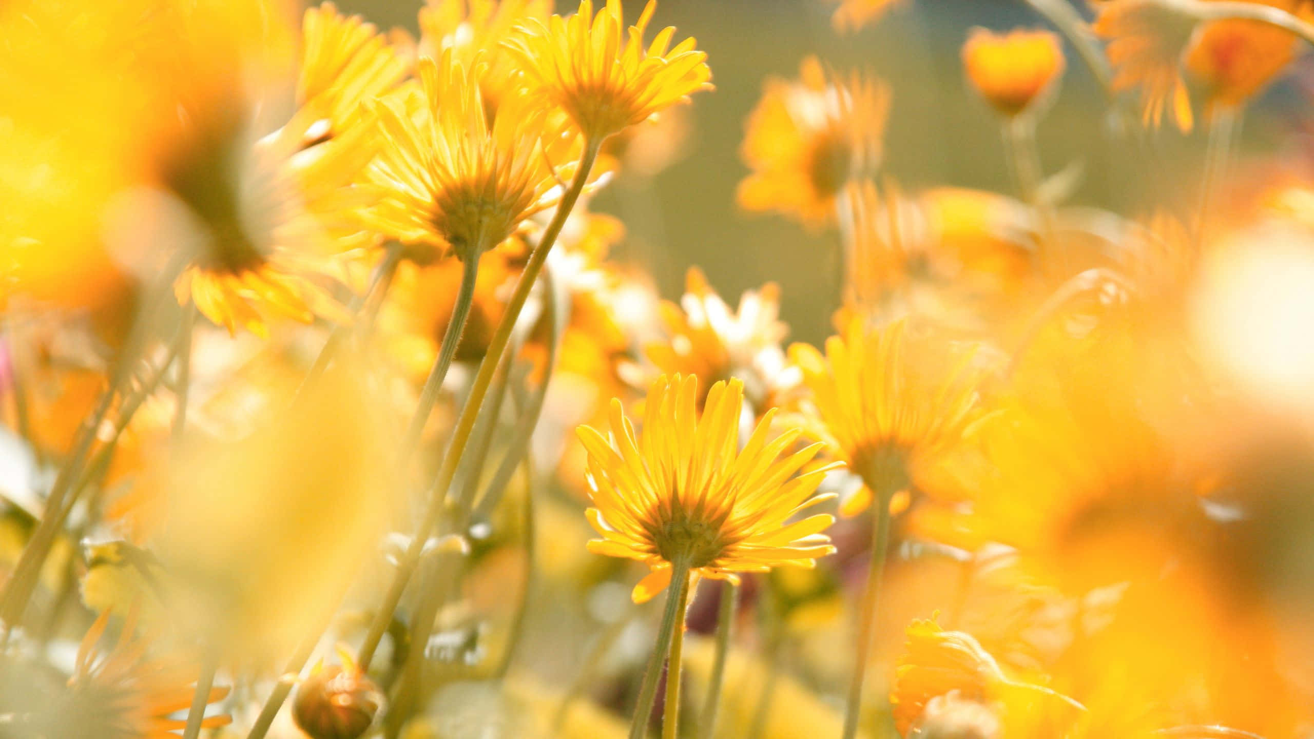 yellow aesthetic flower desktop wallpaper, Delicate Yellow Aesthetic Flower Desktop, vibrant yellow daisies, 2K Desktop Wallpaper