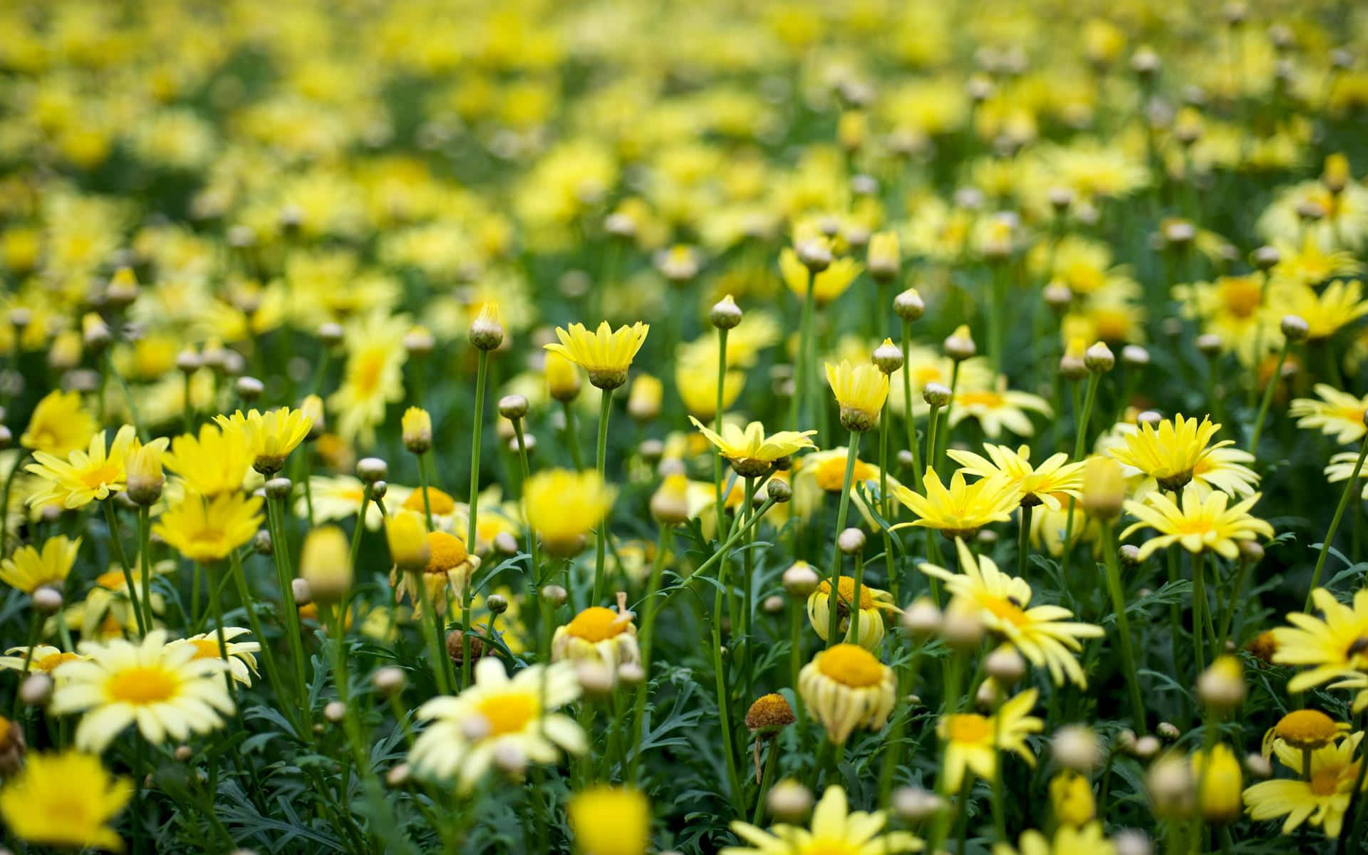 yellow daisies, green stems, buds, Full HD Desktop Wallpaper