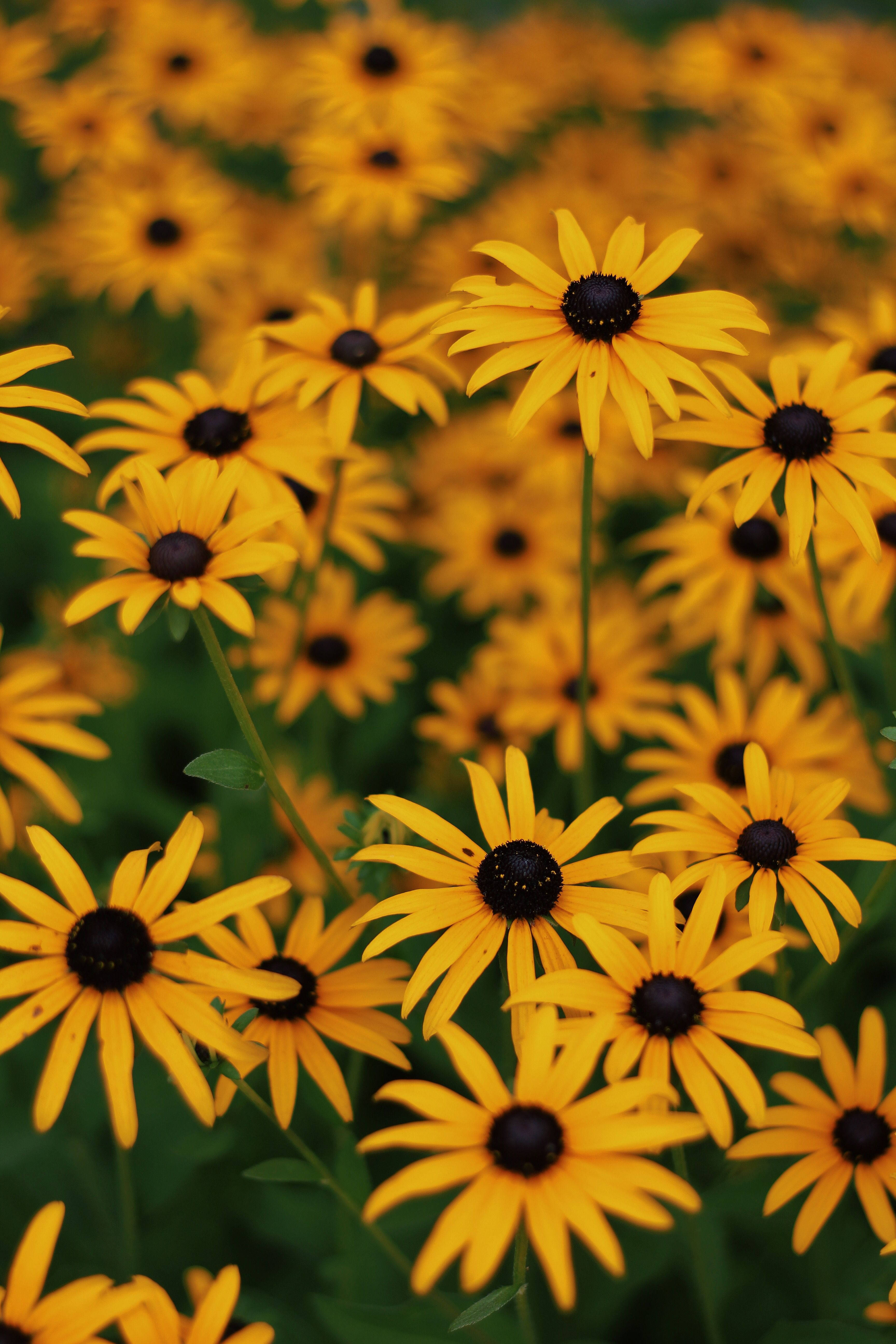 black-eyed susans, sunlit field, vibrant yellow, 5K Phone Wallpaper