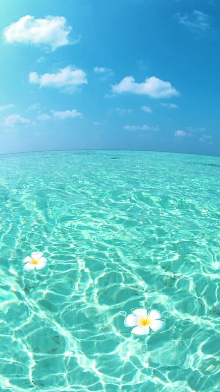 frangipani, turquoise water, bright blue sky, HD Phone Wallpaper