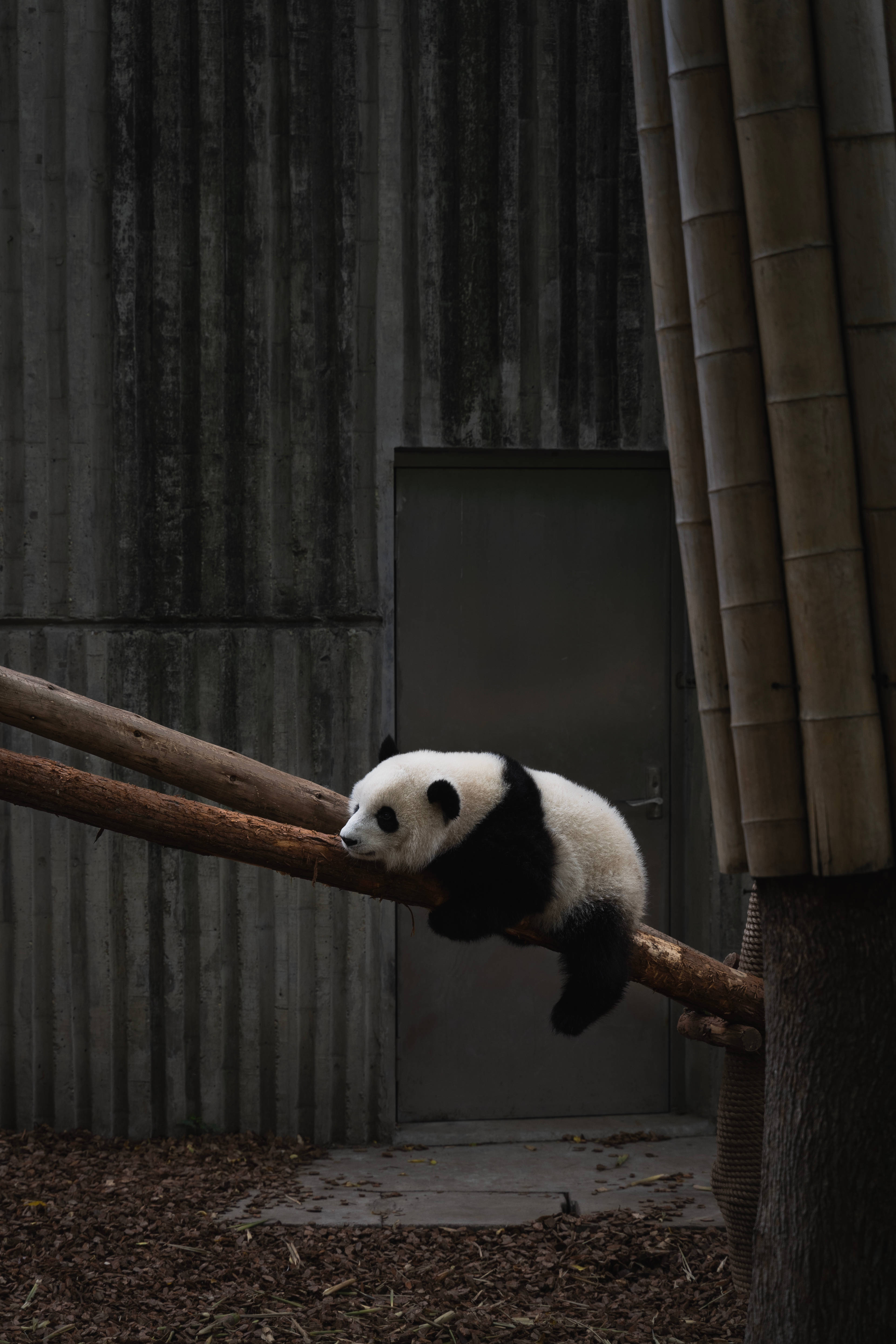 giant panda, wooden branch, dimly lit enclosure, 4K Phone Wallpaper