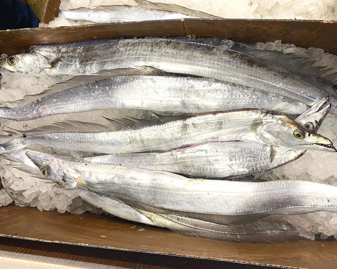 Cutlassfish