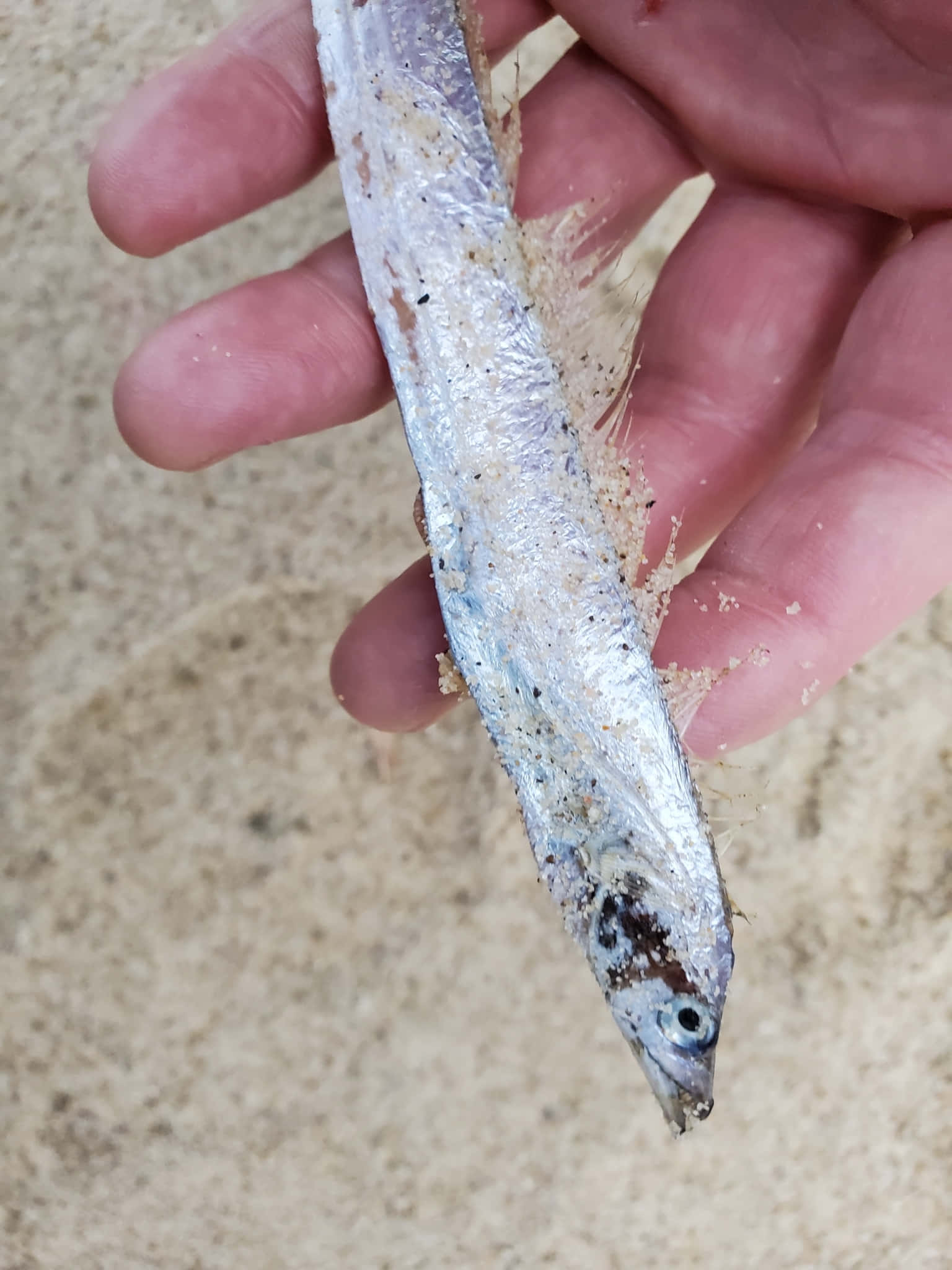 Cutlassfish, slender silver fish, sandy beach backdrop, Full HD Phone Wallpaper