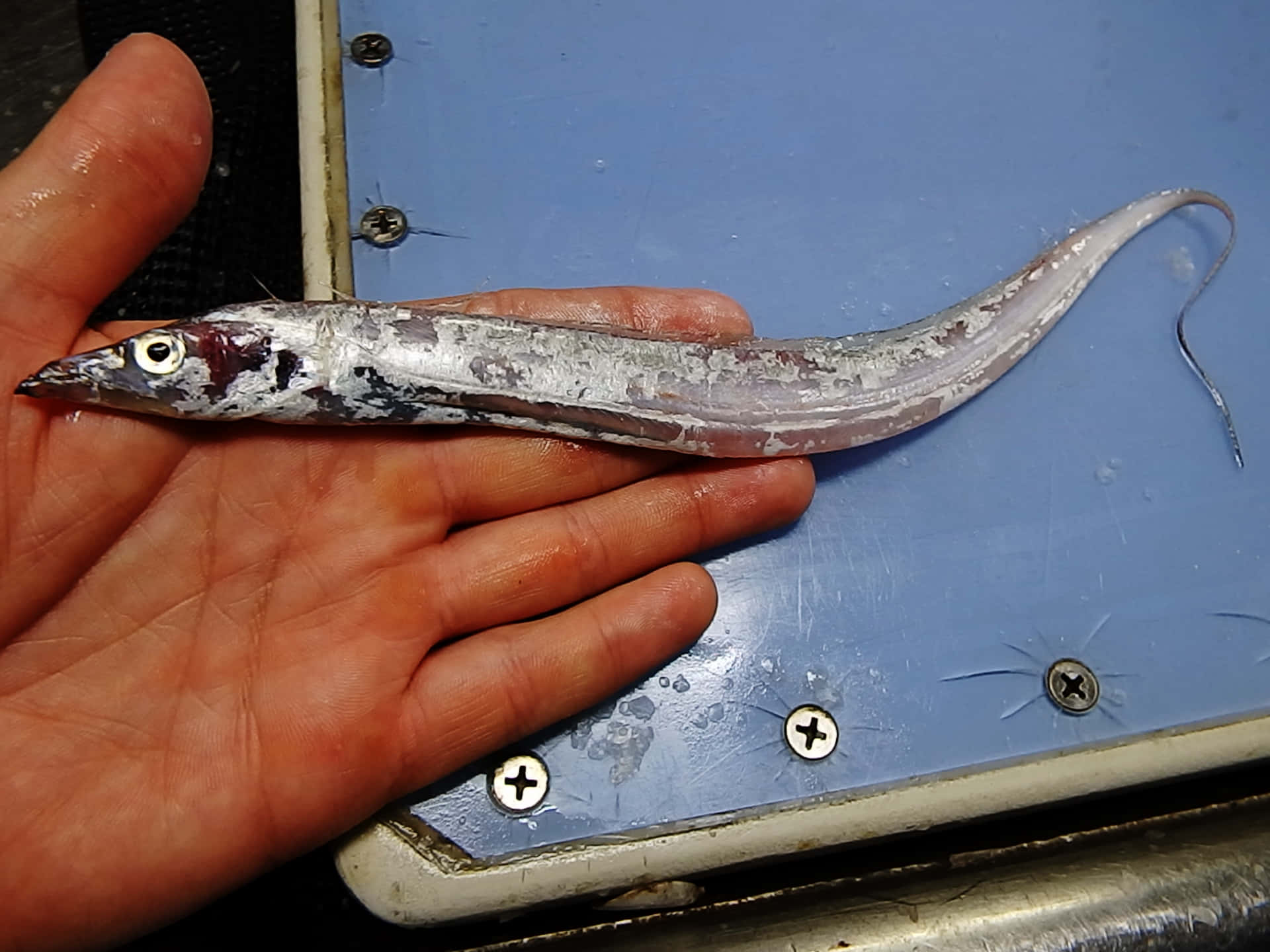 Cutlassfish, hand, blue panel, Full HD Desktop Wallpaper