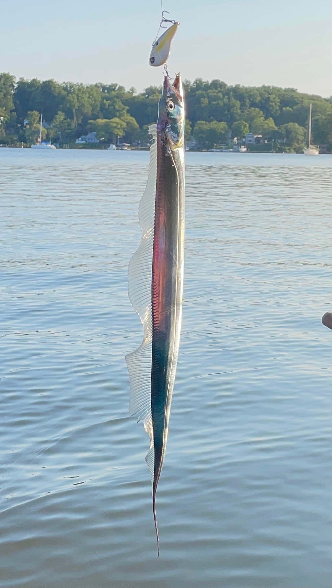 Cutlassfish, fishing lure, calm water, HD Phone Wallpaper