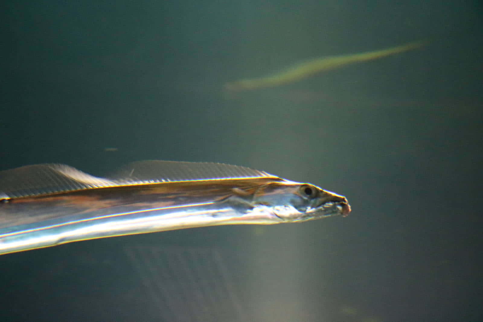 Cutlassfish, slender silver fish, long dorsal fin, HD Desktop Wallpaper