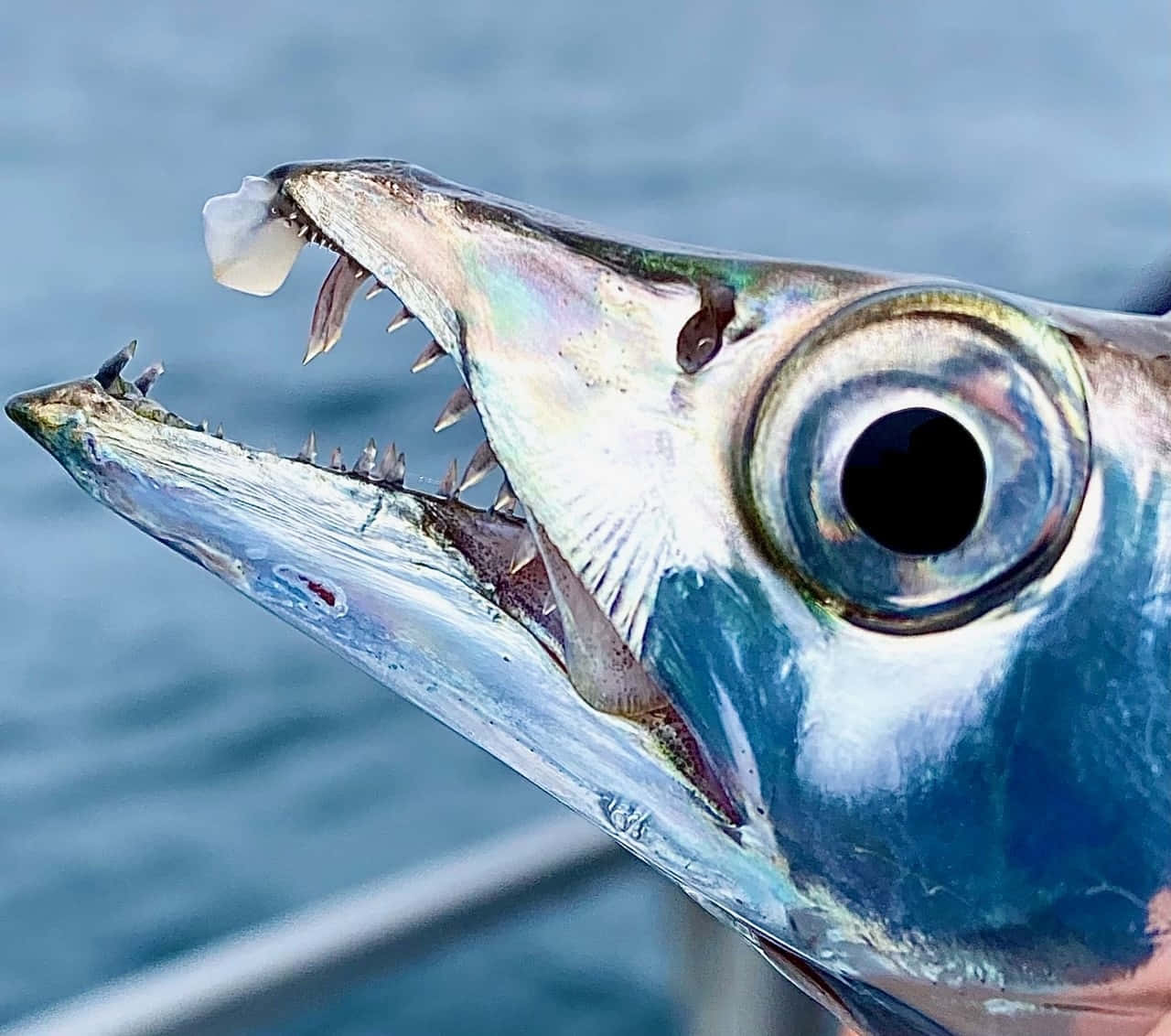 Cutlassfish, mouth, eye, HD Desktop Wallpaper