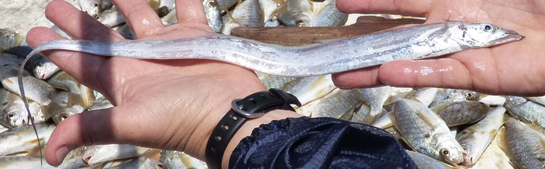 Cutlassfish, silver fish, beach, HD Desktop Wallpaper