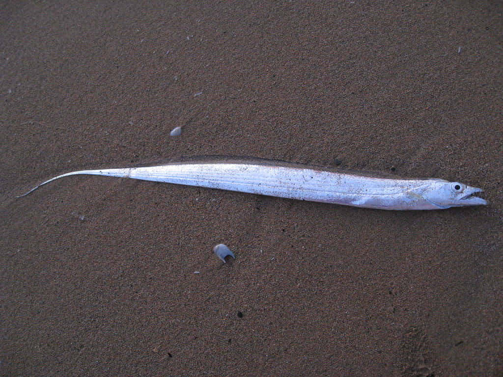 Cutlassfish, silver, long pointed tail, SD Desktop Wallpaper