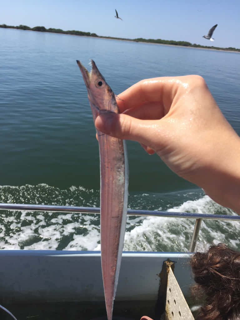 Cutlassfish, boat's railing, sunny day, SD Phone Wallpaper