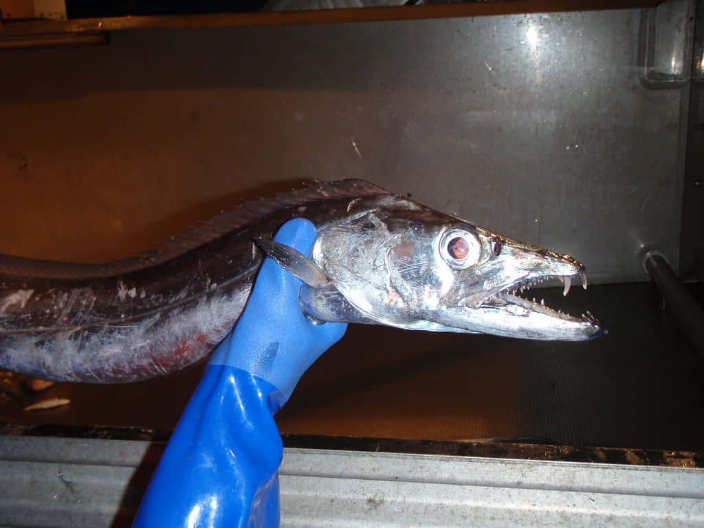 Cutlassfish, gloved hand, silver fish, SD Desktop Wallpaper