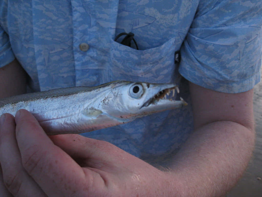 Cutlassfish, fisherman, blue patterned shirt, SD Desktop Wallpaper