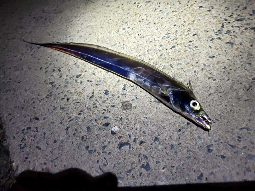 Cutlassfish, shiny blue and silver body, large eye, SD Desktop Wallpaper