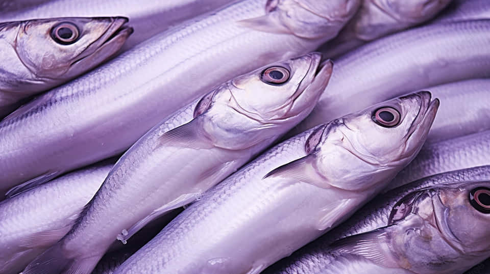 Cutlassfish, silver, purple light, SD Desktop Wallpaper