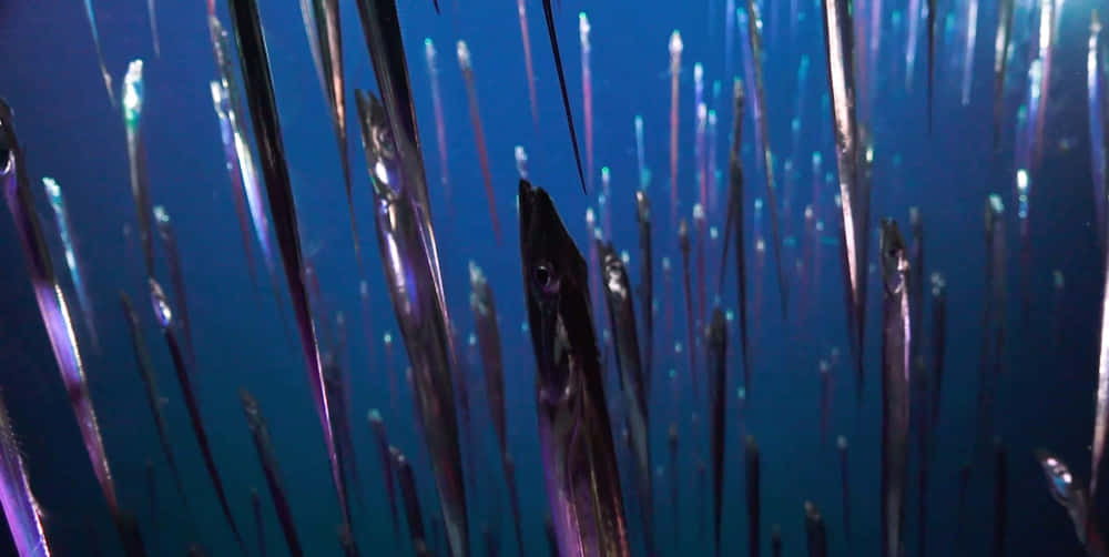 Cutlassfish, school, underwater, SD Desktop Wallpaper