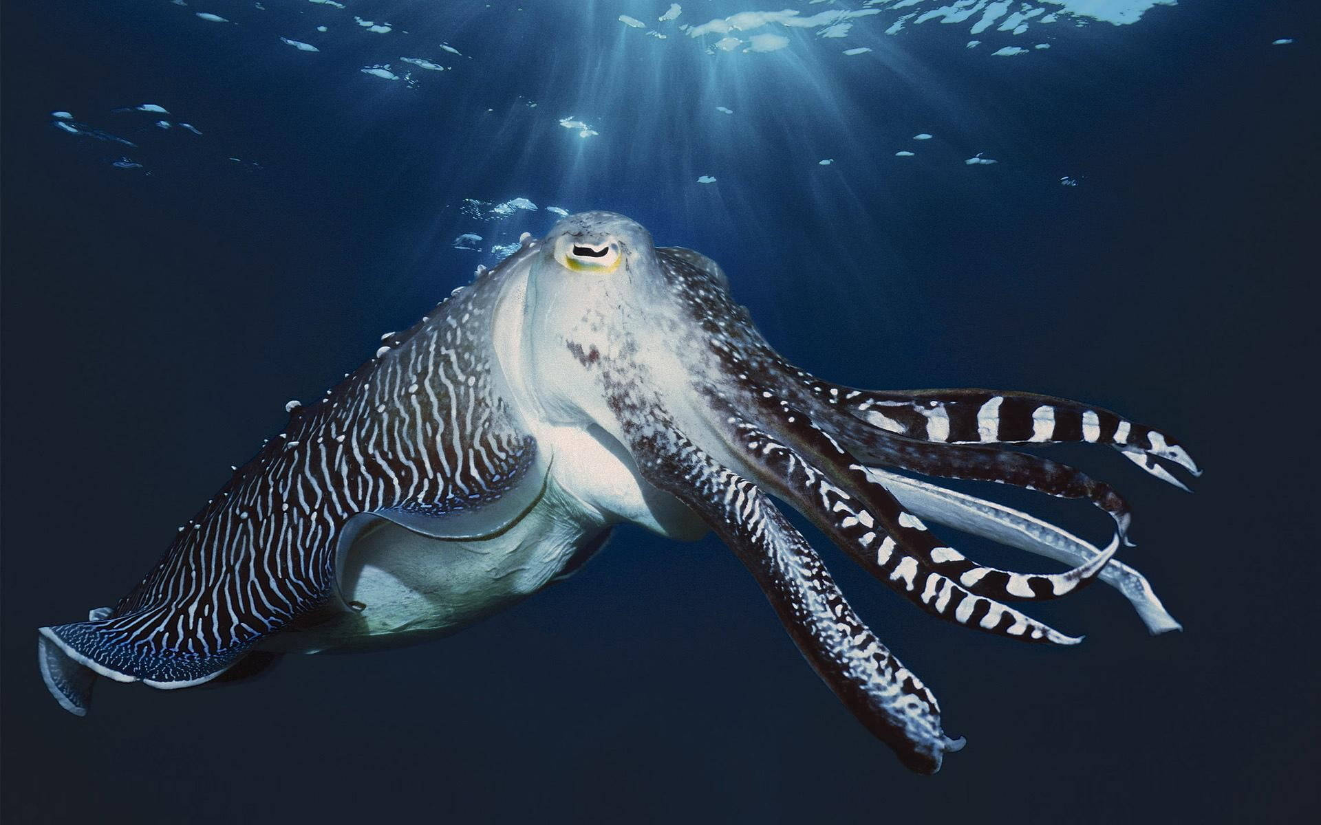 large cuttlefish, black and white patterns, deep blue ocean water, Full HD Desktop Wallpaper