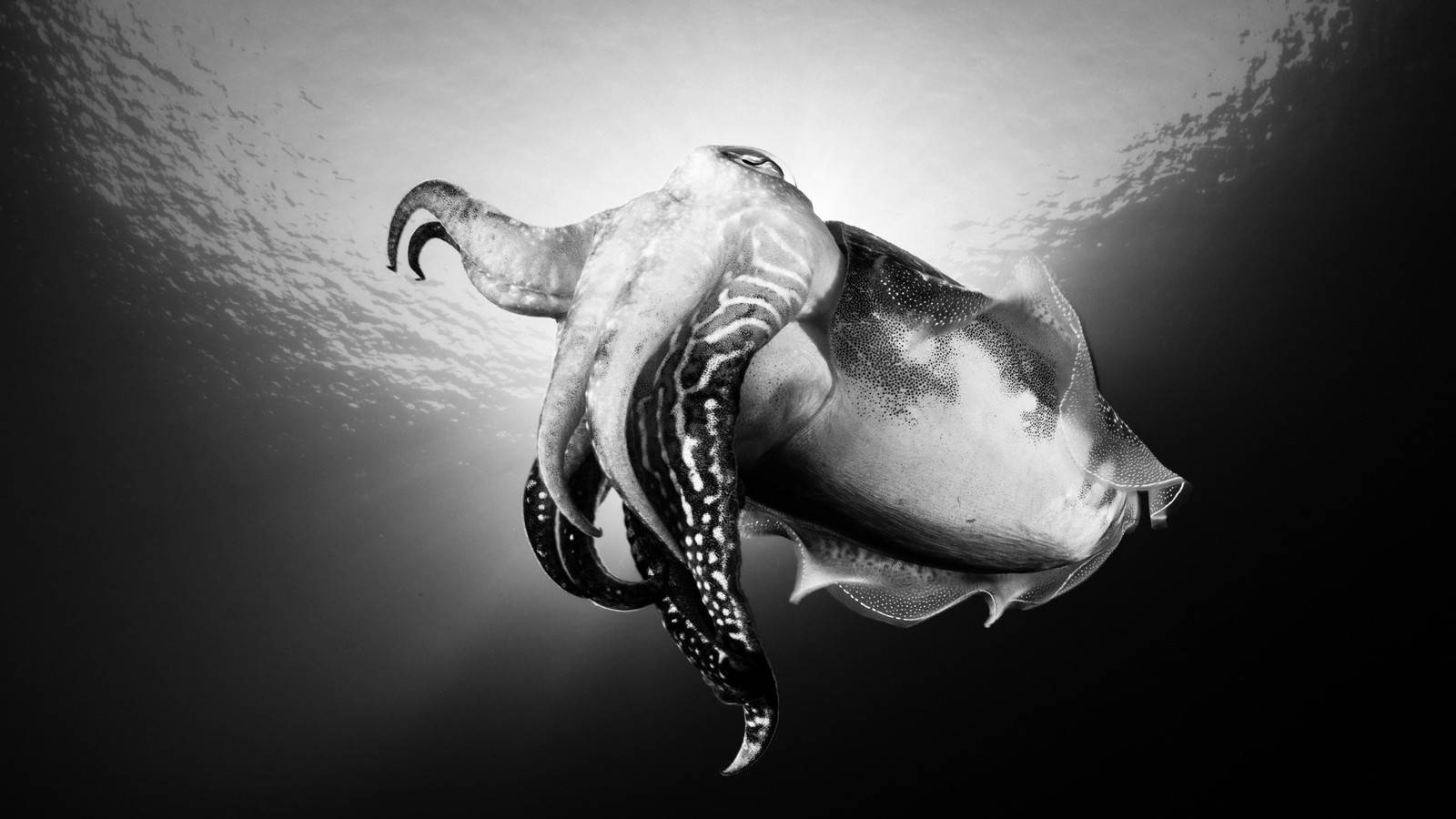 black and white, common cuttlefish, monochrome underwater shot, HD Desktop Wallpaper