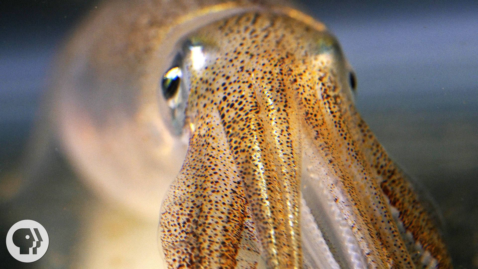 cuttlefish, textured head, eye, Full HD Desktop Wallpaper