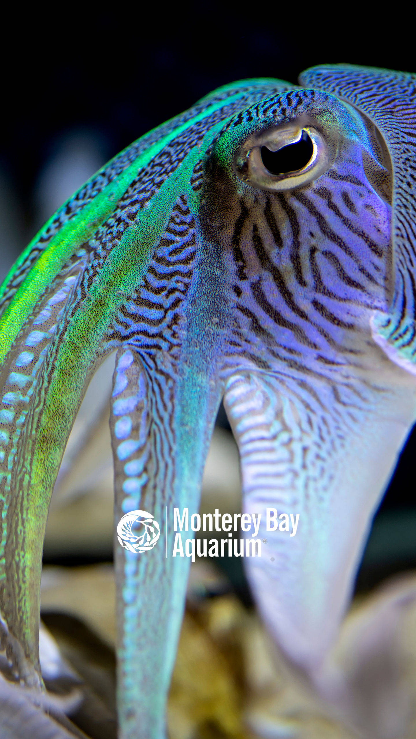 cuttlefish, iridescent green and blue patterns, large detailed eyes, 2K Phone Wallpaper