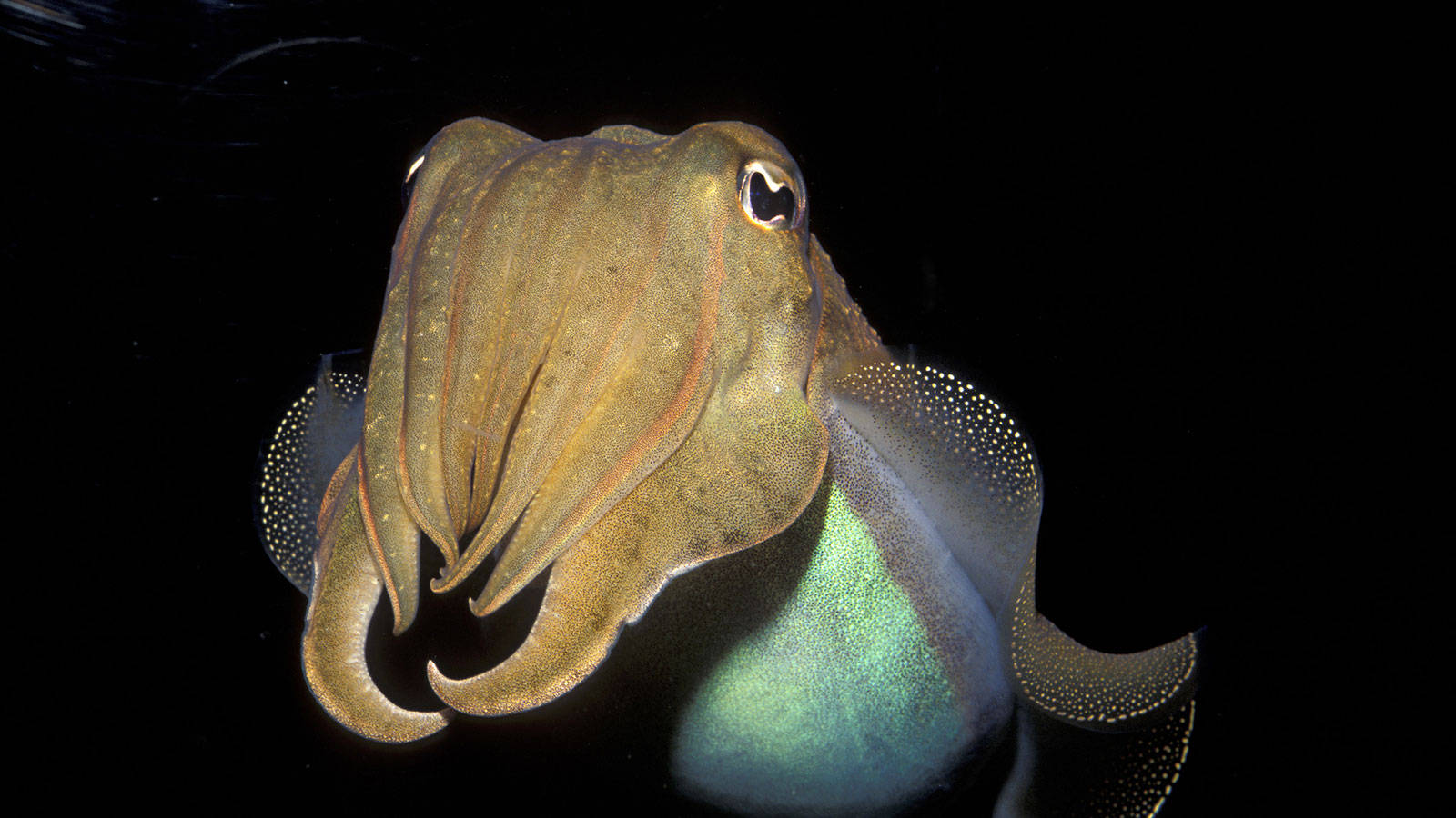 cuttlefish, iridescent green, brown hues, HD Desktop Wallpaper