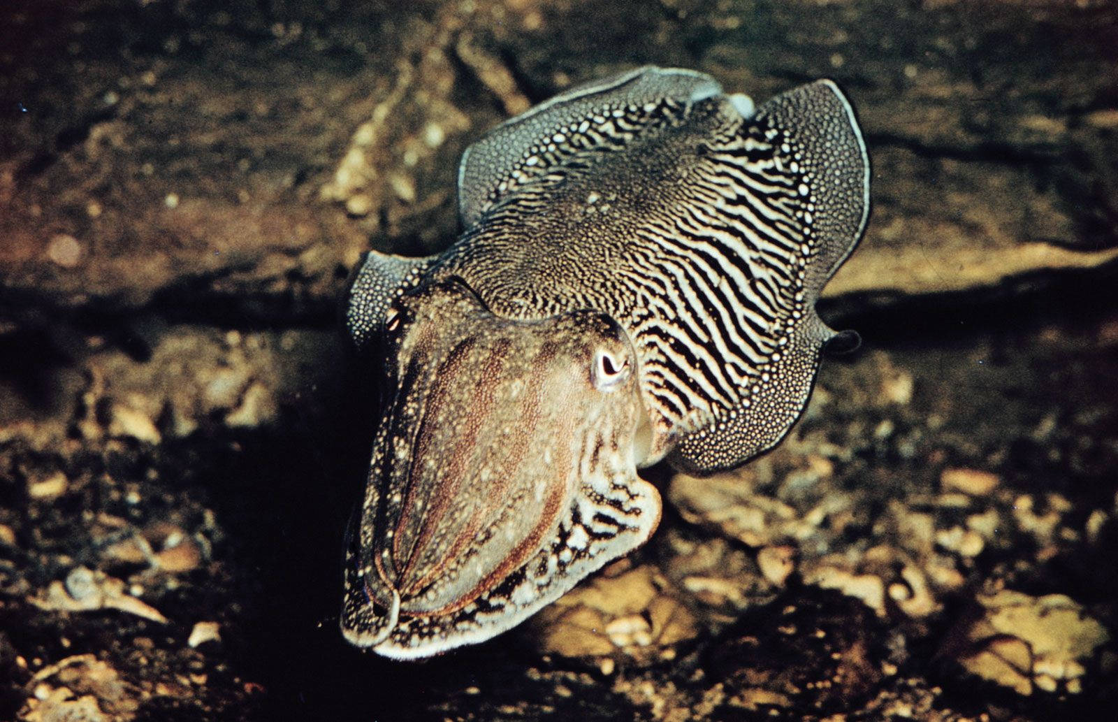 cuttlefish, rocky ocean floor, black and white patterns, HD Desktop Wallpaper