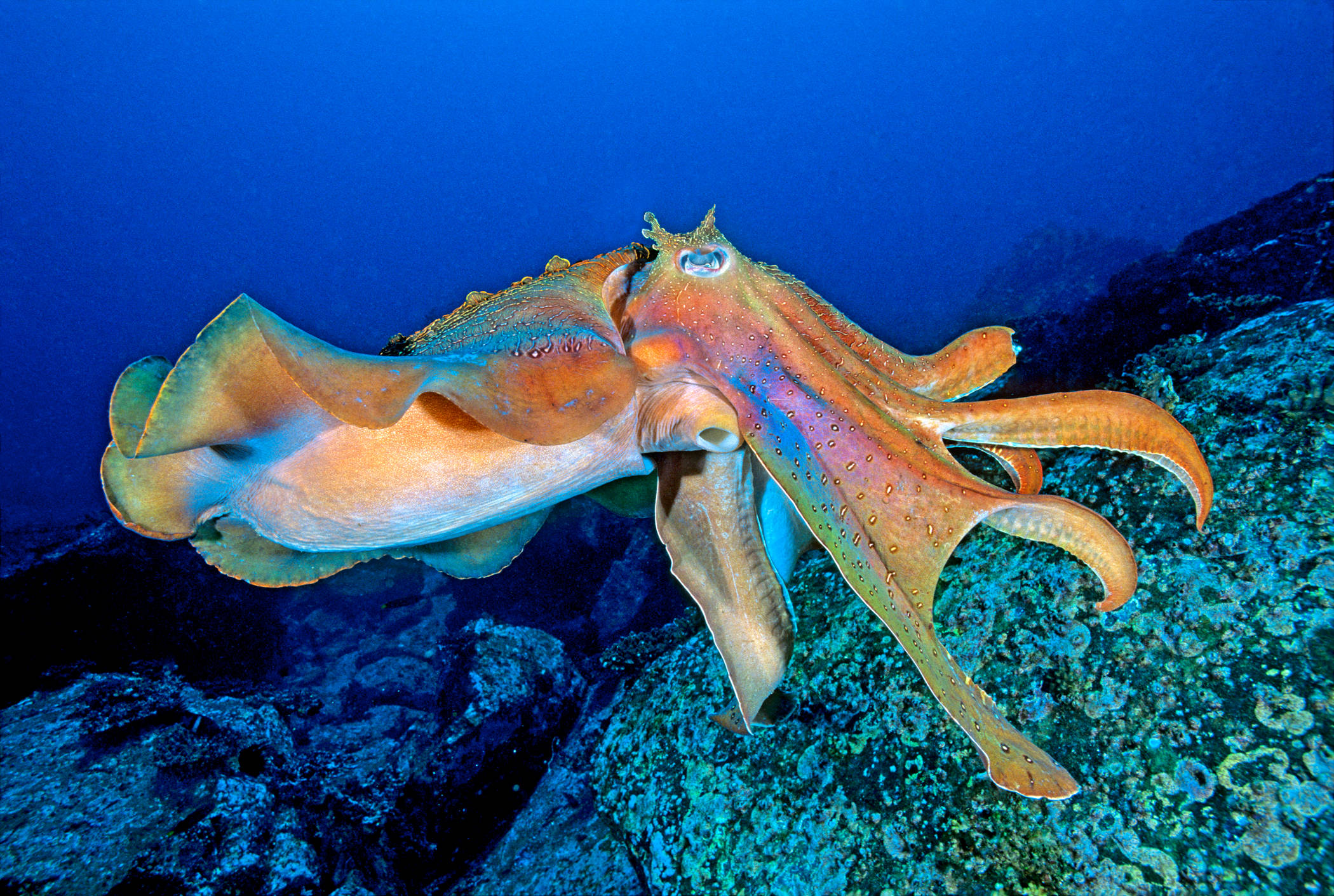 giant cuttlefish, deep blue ocean, rocky reef, Full HD Desktop Wallpaper