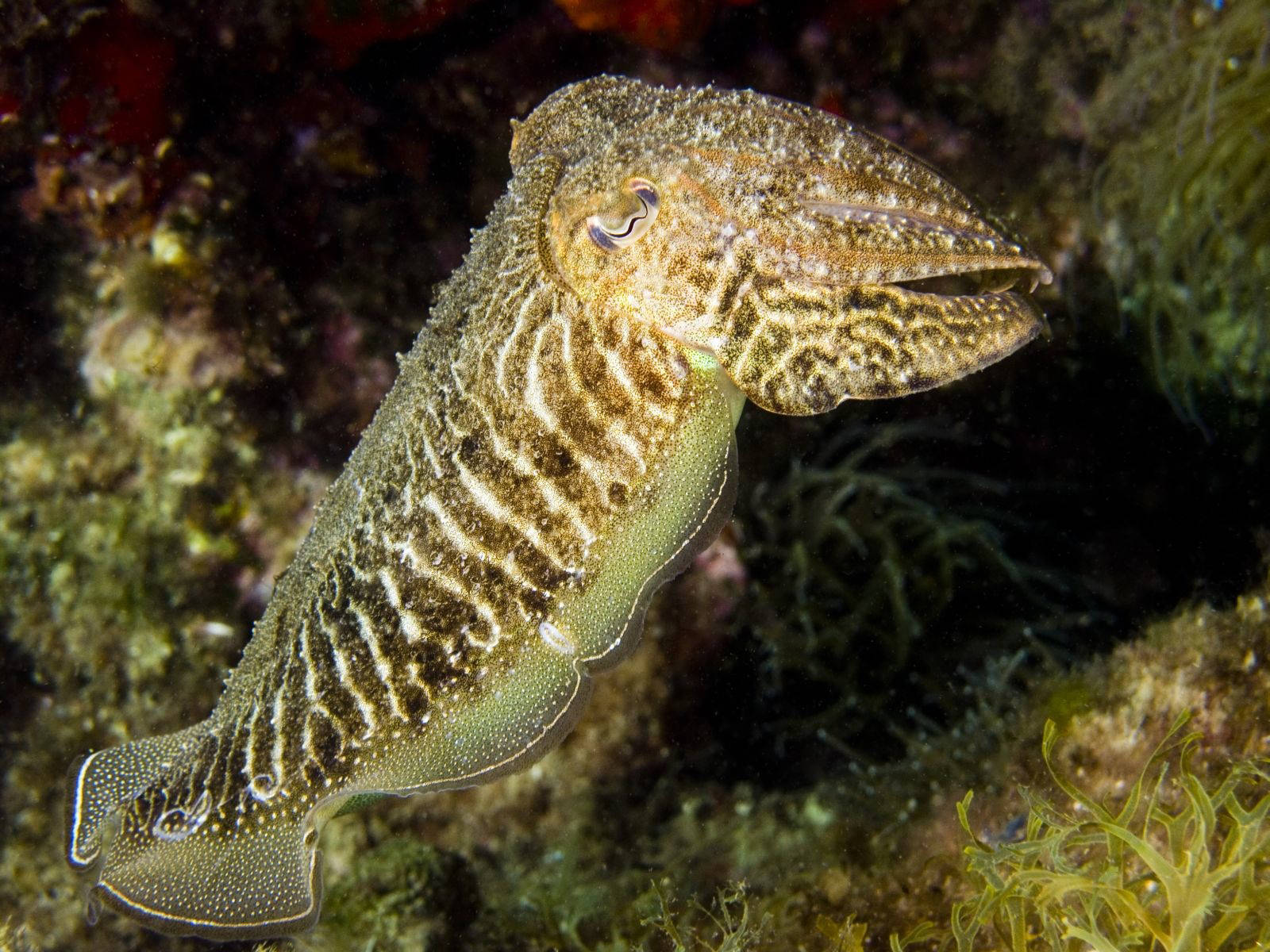 Common Cuttlefish, sepia color, brown and white patterns, HD Desktop Wallpaper