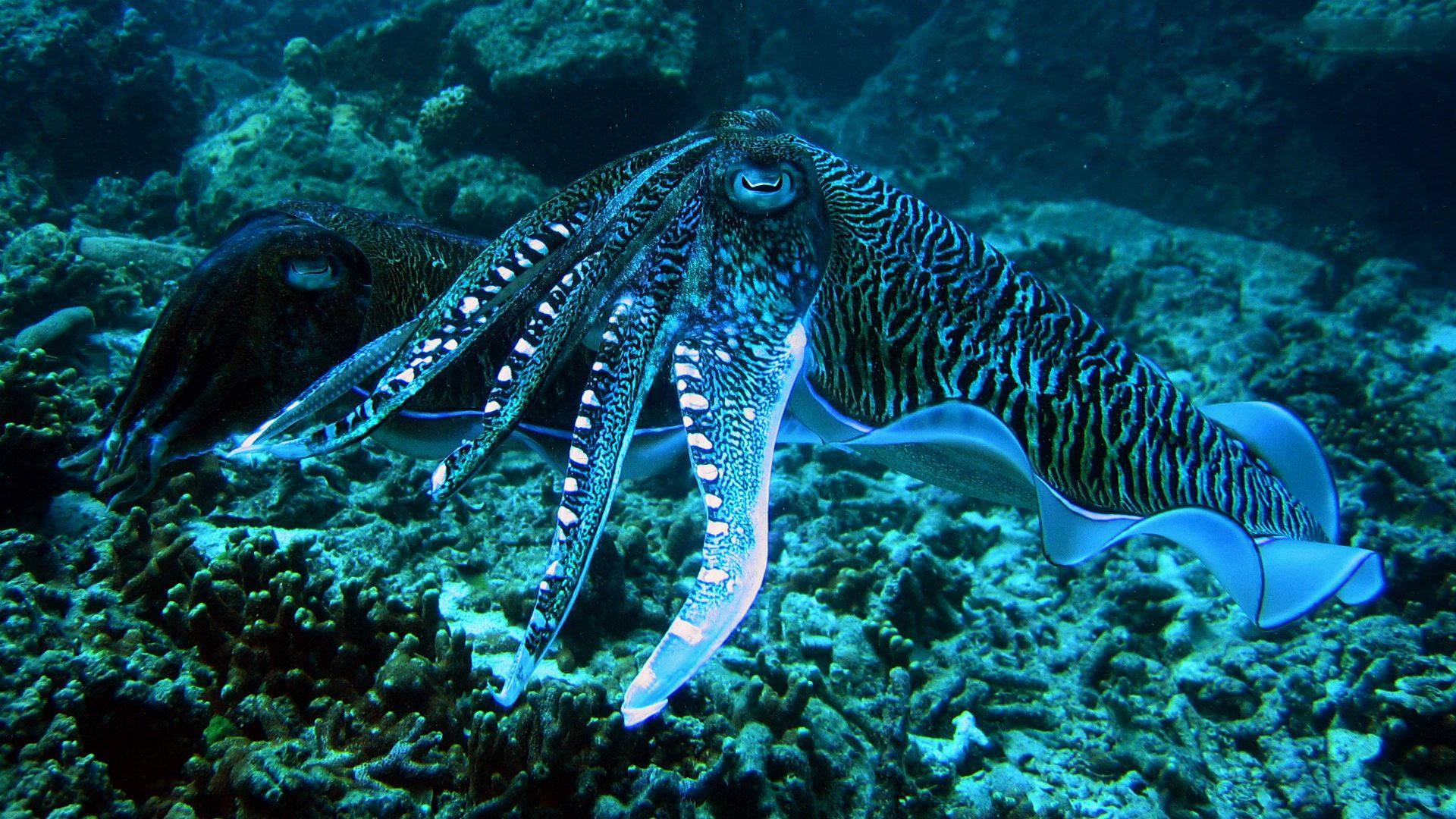 cuttlefish, coral reef, turquoise water, Full HD Desktop Wallpaper