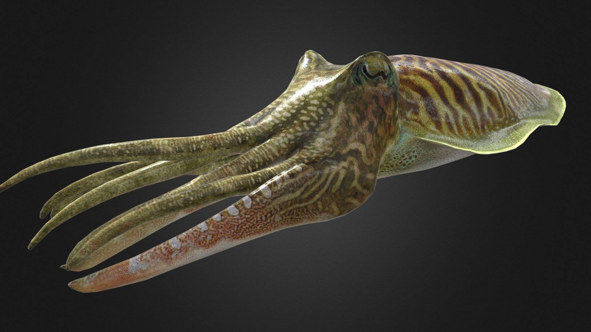 Common Cuttlefish, digital projection, brown and green patterns, Full HD Desktop Wallpaper