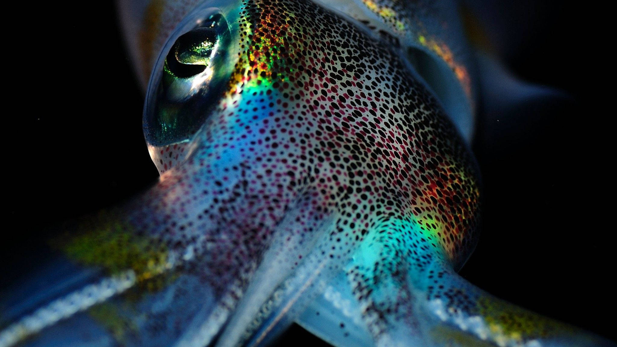 cuttlefish, iridescent skin, large eye, Full HD Desktop Wallpaper