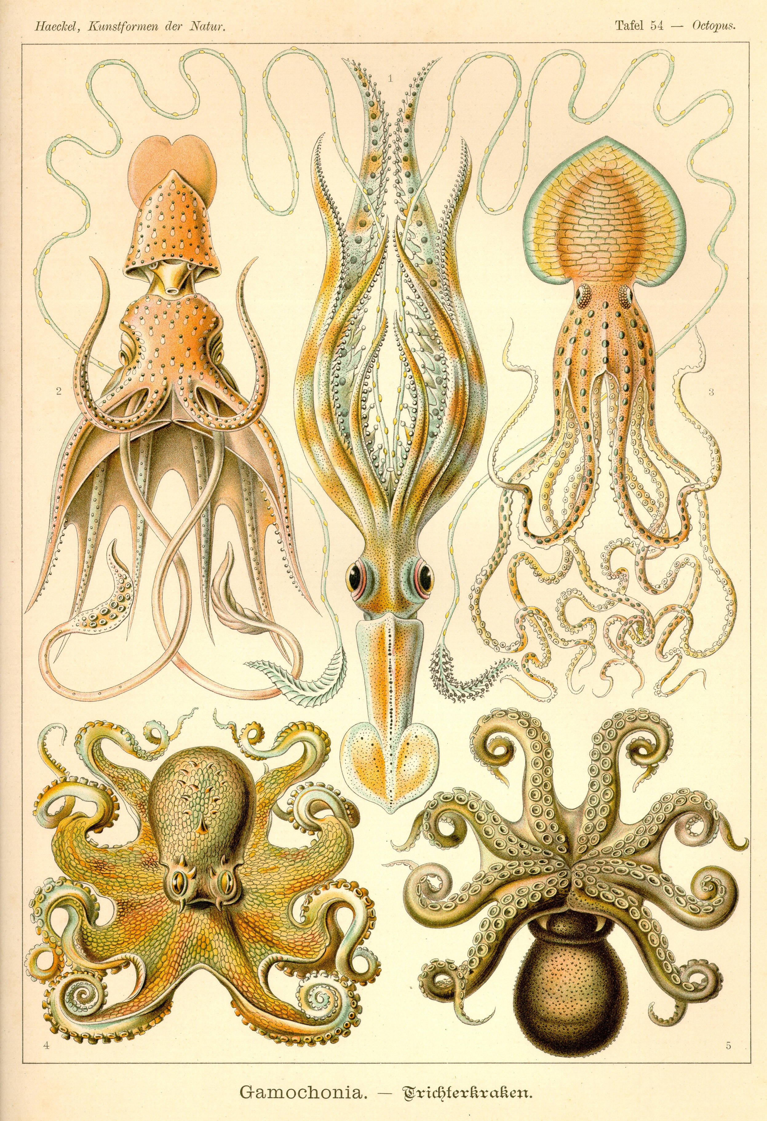 Cuttlefish, cephalopods, vintage scientific illustration, 2K Phone Wallpaper