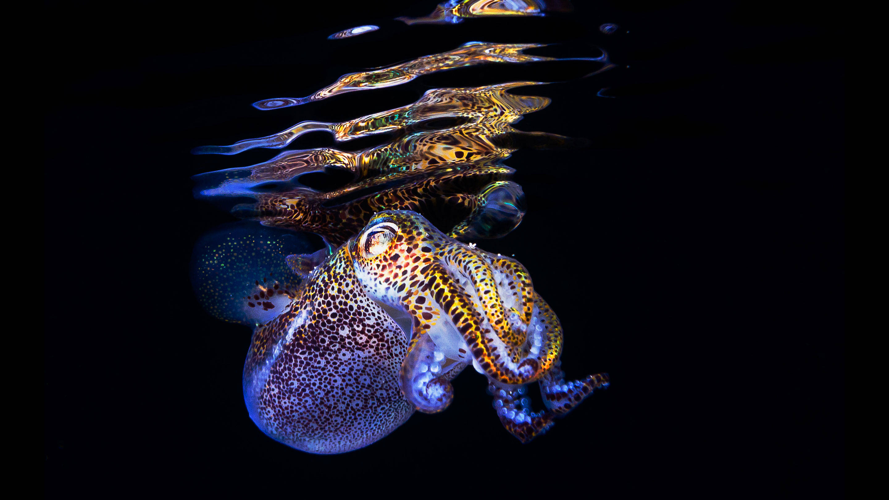 cuttlefish, iridescent blue, gold patterns, 2K Desktop Wallpaper